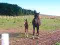 horse ranch, horse ranches
