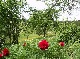 ranch, Schwarzwald-Baar-Kreis, Baden-Wuerttemberg